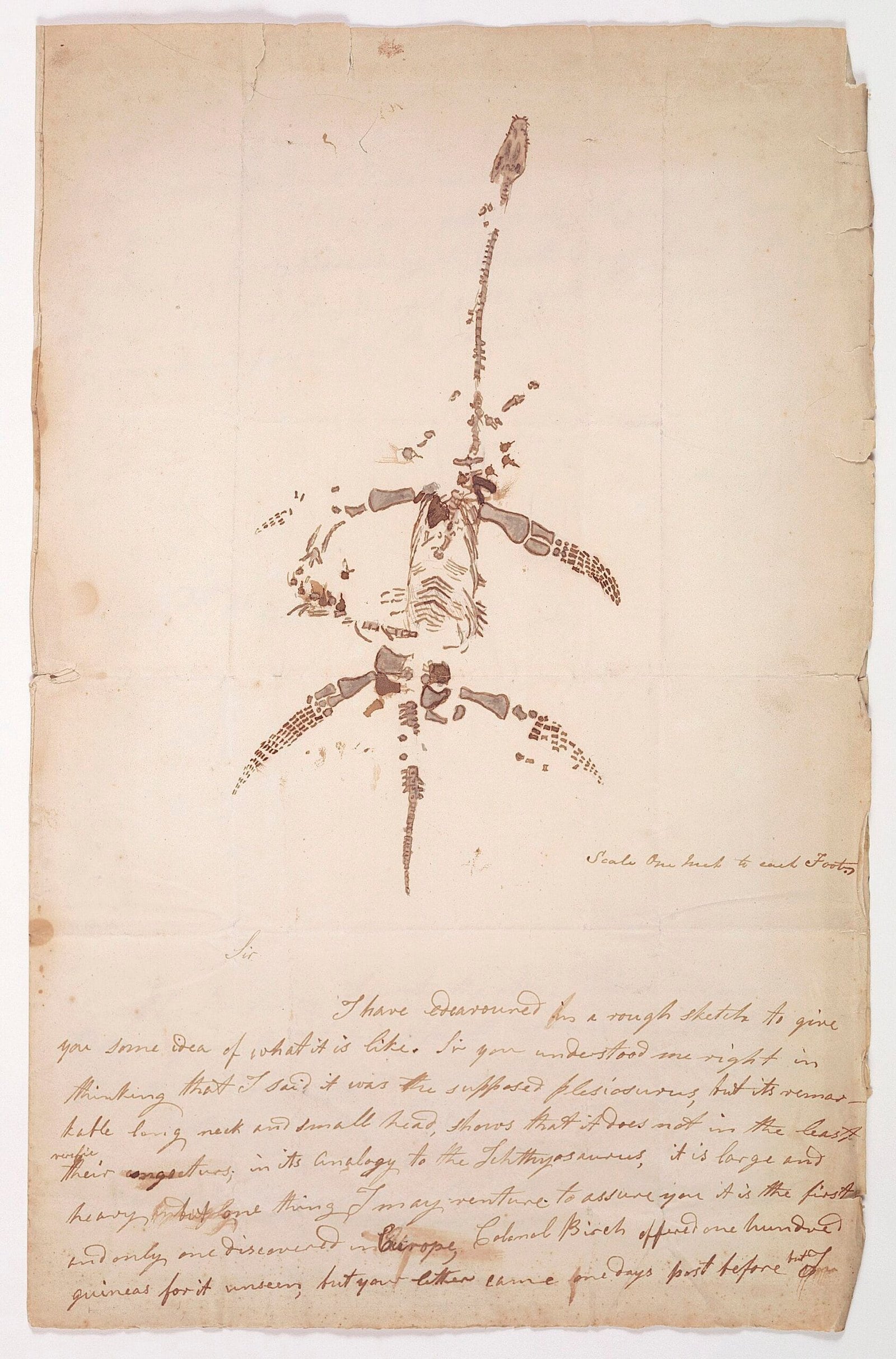 Dibujo de plesiosaurio de cuello largo sobre el comienzo manuscrito de una carta de Mary Anning.