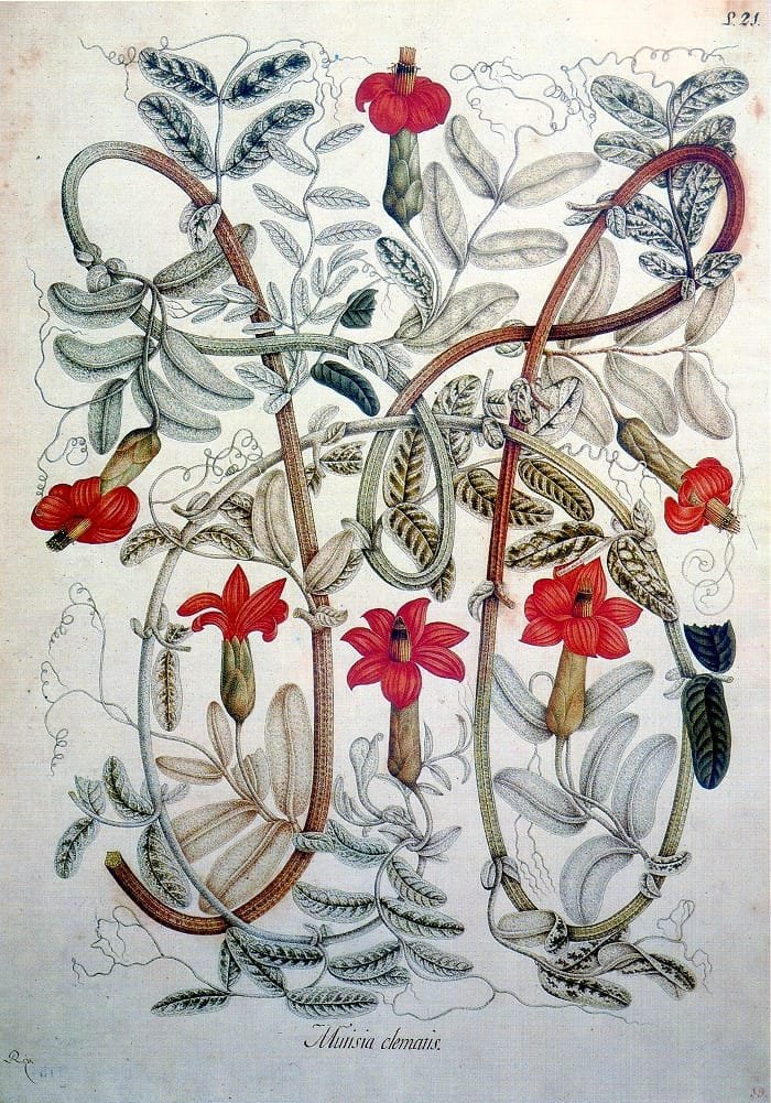 Lámina de Salvador Rizo con tallos, hojas, zarcillos y flores rojas de Mutisia clematis.