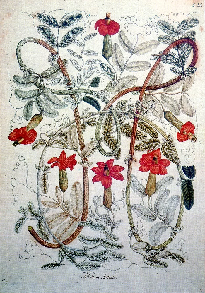 Lámina de Salvador Rizo con tallos, hojas, zarcillos y flores rojas de Mutisia clematis.