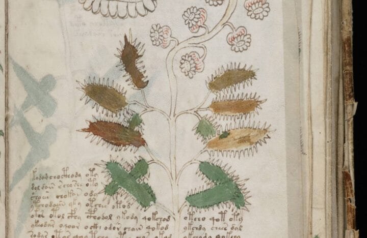Folio ilustrado del manuscrito Voynich con escritura y plantas