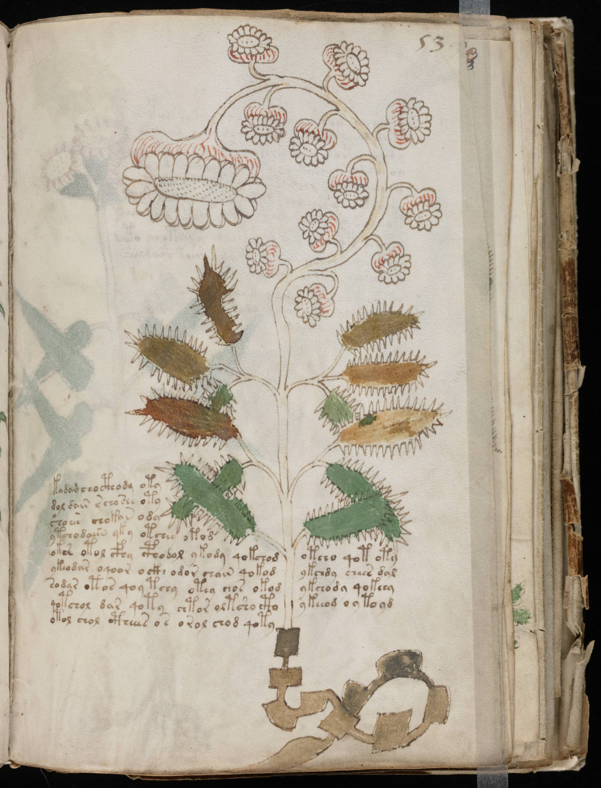 Folio ilustrado del manuscrito Voynich con escritura y plantas