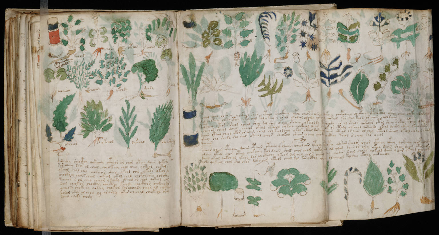 Página ilustrada del manuscrito Voynich con escritura aún no descifrada